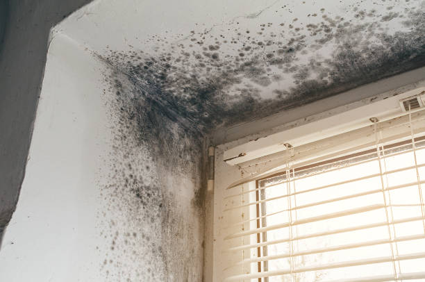 Affordable Mold Remediation solutions in Castalia, NC